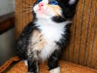 Persian/Himalayan Kittens