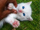 Himalayan Kittens