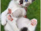 Himalayan Kittens