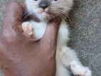 Persian Himalayan Kittens