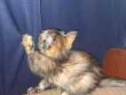 Persian Himalayan Mix Kitten