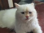 Himalayan Persian Cat