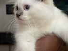 Persian Himalayan Cat