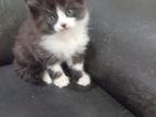 Persian Kitten