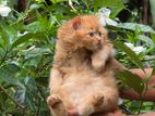 Persian Kitten
