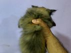 Persian Kitten