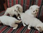 Persian Kittens