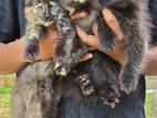 persian kittem