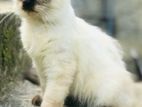 Persian Kitten