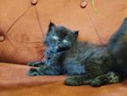Persian Kitten