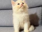 Persian Kitten