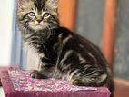 Persian Kitten Bengal Tabby Cat