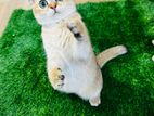 Persian Kitten (Biritish Short Hair)