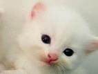 Persian Kitten Blue Eyes