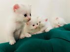 Persian Kitten Blue Eyes
