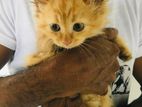 Persian Kitten