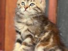 Persian kitten Copper Tabby female cat