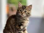 Persian Kitten Copper Tabby
