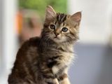 Persian Kitten Copper Tabby