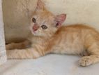 Persian Cross Kittens
