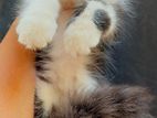 Persian Kitten