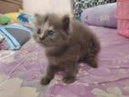 Persian Kitten Female