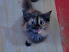Persian Kitten (Female)