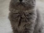 Persian Kitten Female