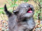 Persian Kittens