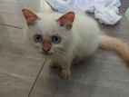 Persian Kitten