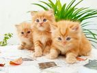 Persian Kittens