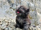 Persian Kitten