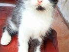 Persian kitten