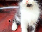 Persian kitten