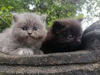 Persian kitten