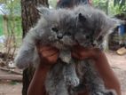 Persian Kitten
