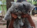Persian Kitten
