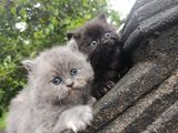 Persian Kitten