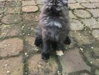 Persian kitten