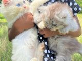 Persian Kitten