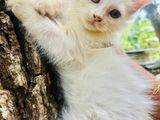 Persian Kitten