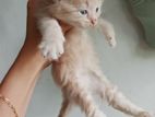 Persian Kitten