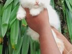 Persian kitten