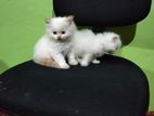 Persian kitten