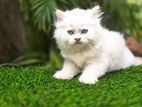 Persian Kitten