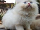 Persian Kitten