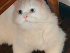 Persian Kitten