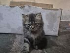 Persian Kitten