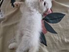 Persian Kitten