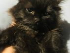 Persian Kitten